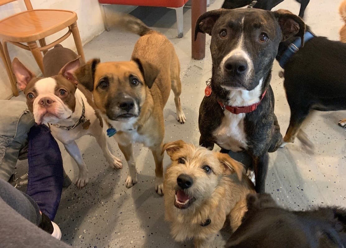 Dogs enjoying cage-free daycare at Paws in Paradise