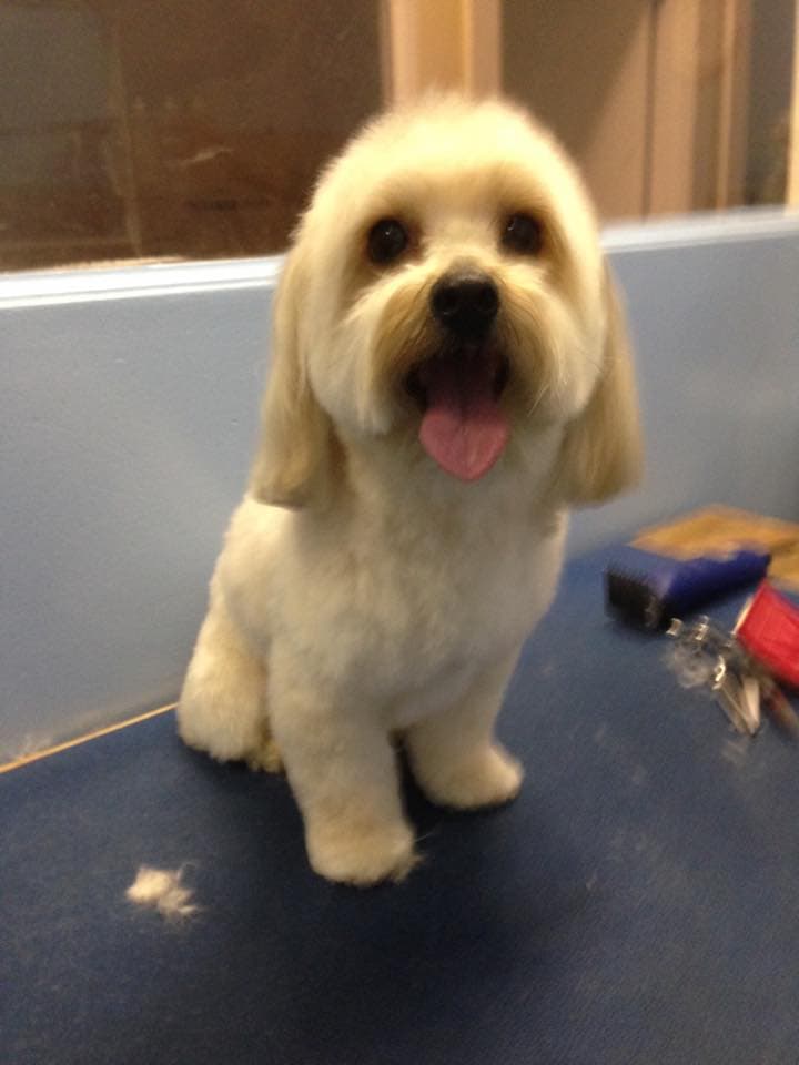 Dog after grooming