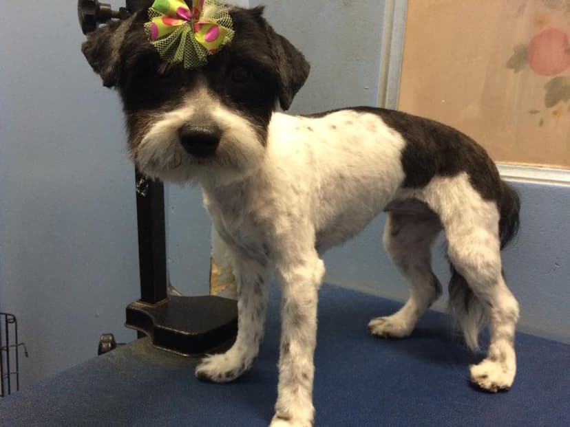 Dog after grooming