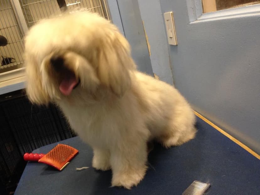 Dog before grooming