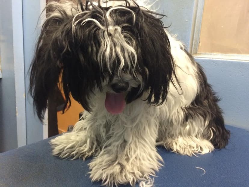 Dog before grooming