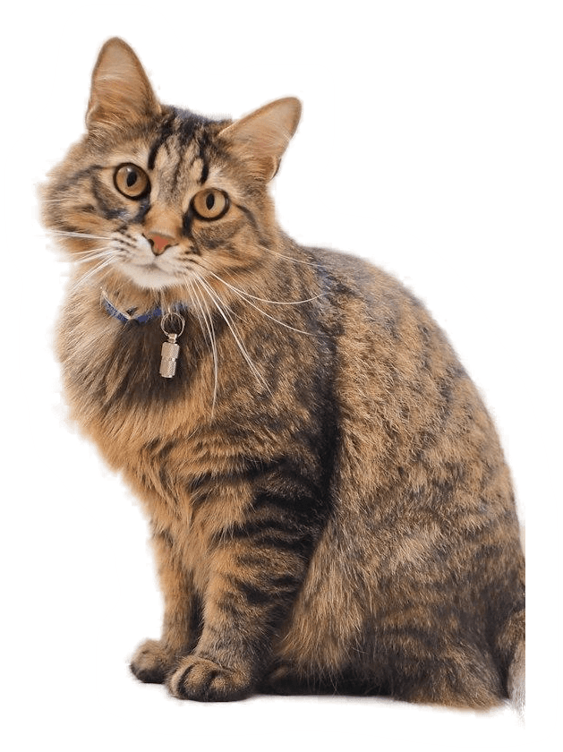 A cat groomed at Paws in Paradise